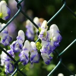 Aconitum cammarum Bicolor