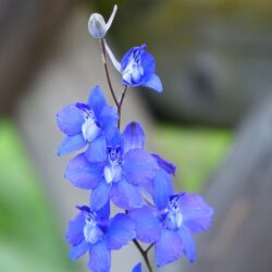 Delphinium grandiflorum Summer Nights