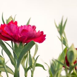Dianthus Fire Star