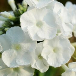 Phlox paniculata David