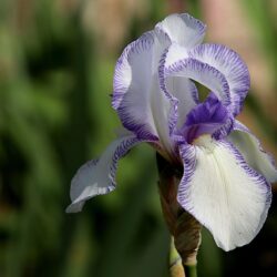 Iris barbata Queen Dorothy