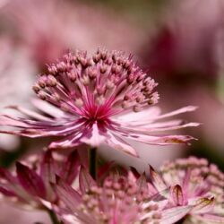 Astrantia major Sparkling Stars Pink