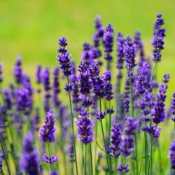 Lavandula angustifolia Sweet Romance