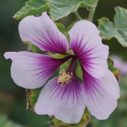 Malva sylvestris Zebrina