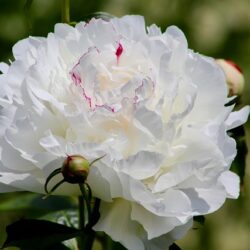 Pivoine lactiflora Landcaster Imperial