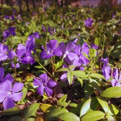 Vinca minor
