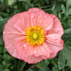 Papaver nudicaule Champagne Bubbles Pink