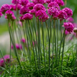 Armeria maritima Splendens
