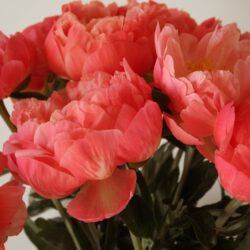 Pivoine lactiflora Coral Sunset