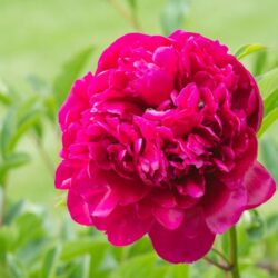 Pivoine lactiflora Kansas