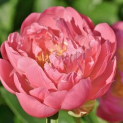 Pivoine lactiflora Pink Hawaiian Coral
