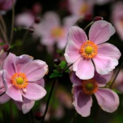 Anemone hupehensis September Charm