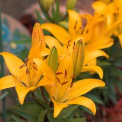 Lilium Tiny Bee