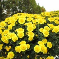 Chrysanthemum morifolium Igloo Jaune