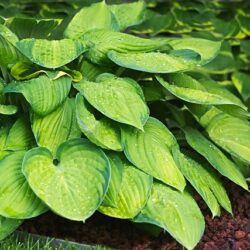 Hosta Old Glory