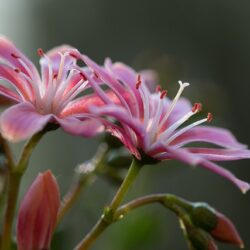 Lewisia cotyledon