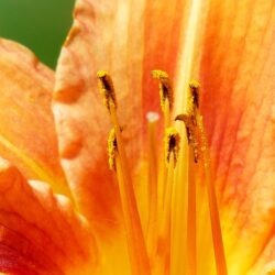 Hemerocallis Flasher